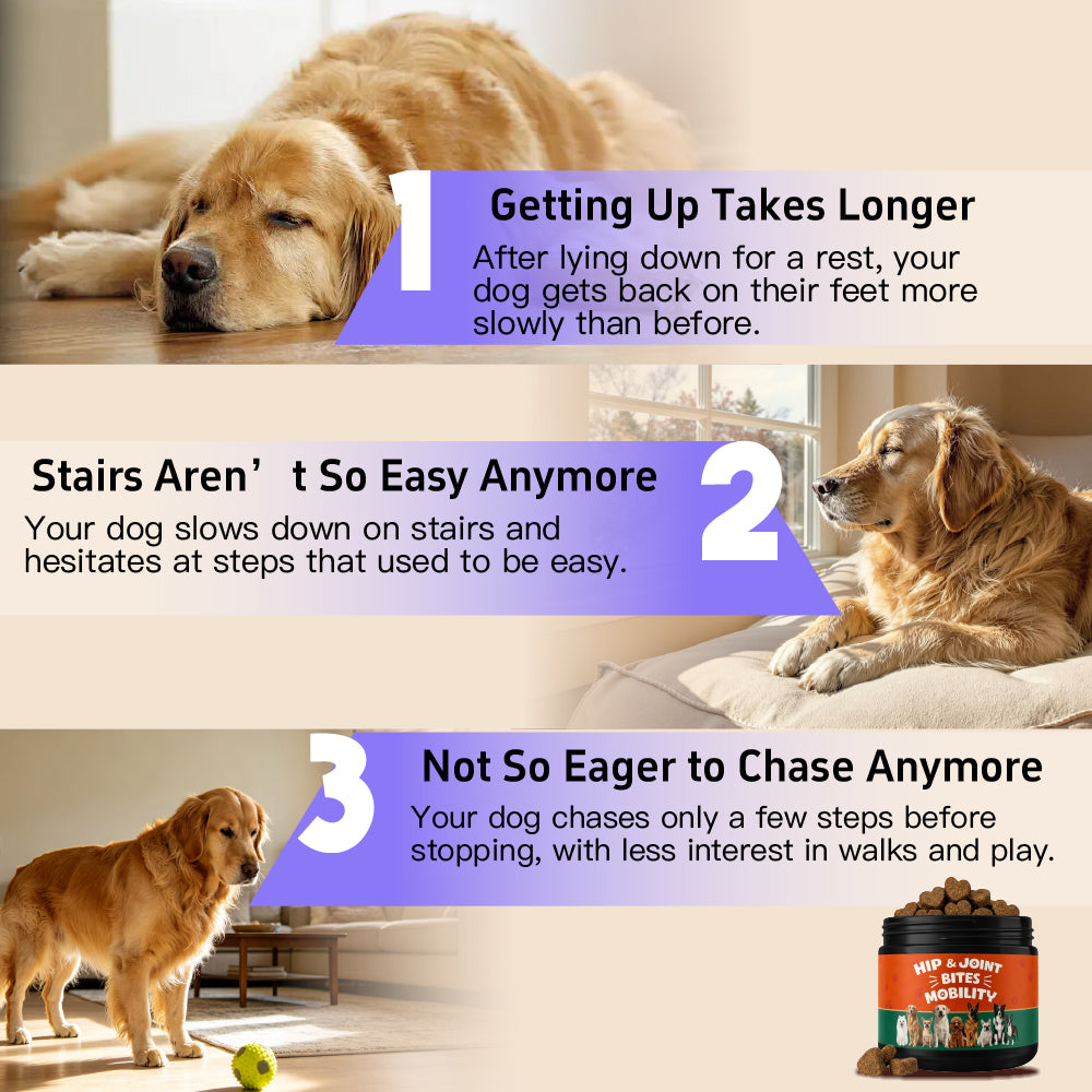 Hip & Joint Supports joint health and everyday mobility. Glucosamine | Chondroitin | MSM 100 Soft Chews For Dogs